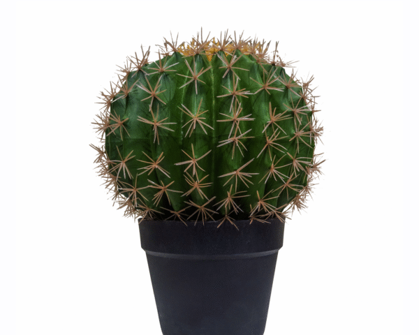 Cactus Plant