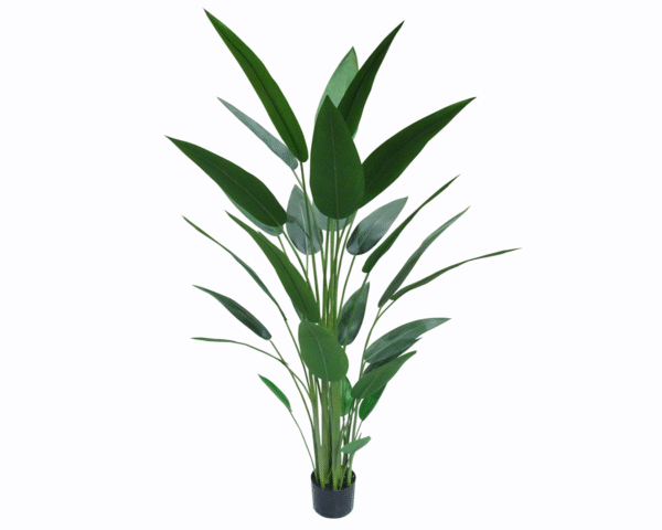 Bird of Paradise Tree