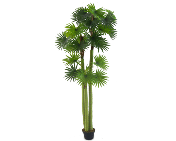 Fan Palm