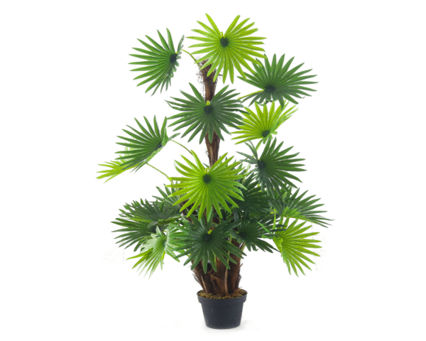 Fan Palm Tree