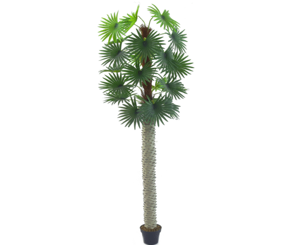 Fan Palm Tree