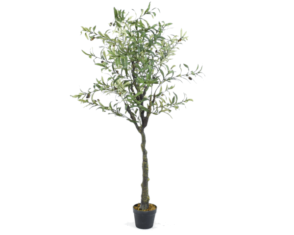 Olive Tree