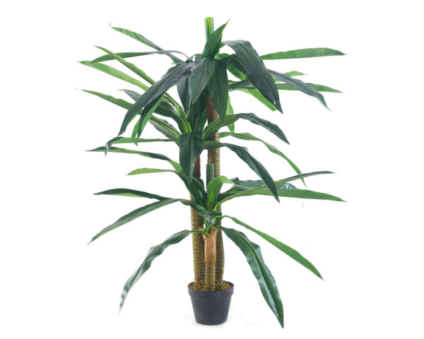 Dracaena Fragrans