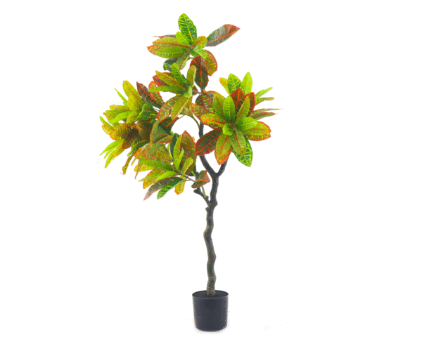 Variegated Leaf Croton