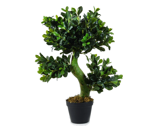 Polyscias